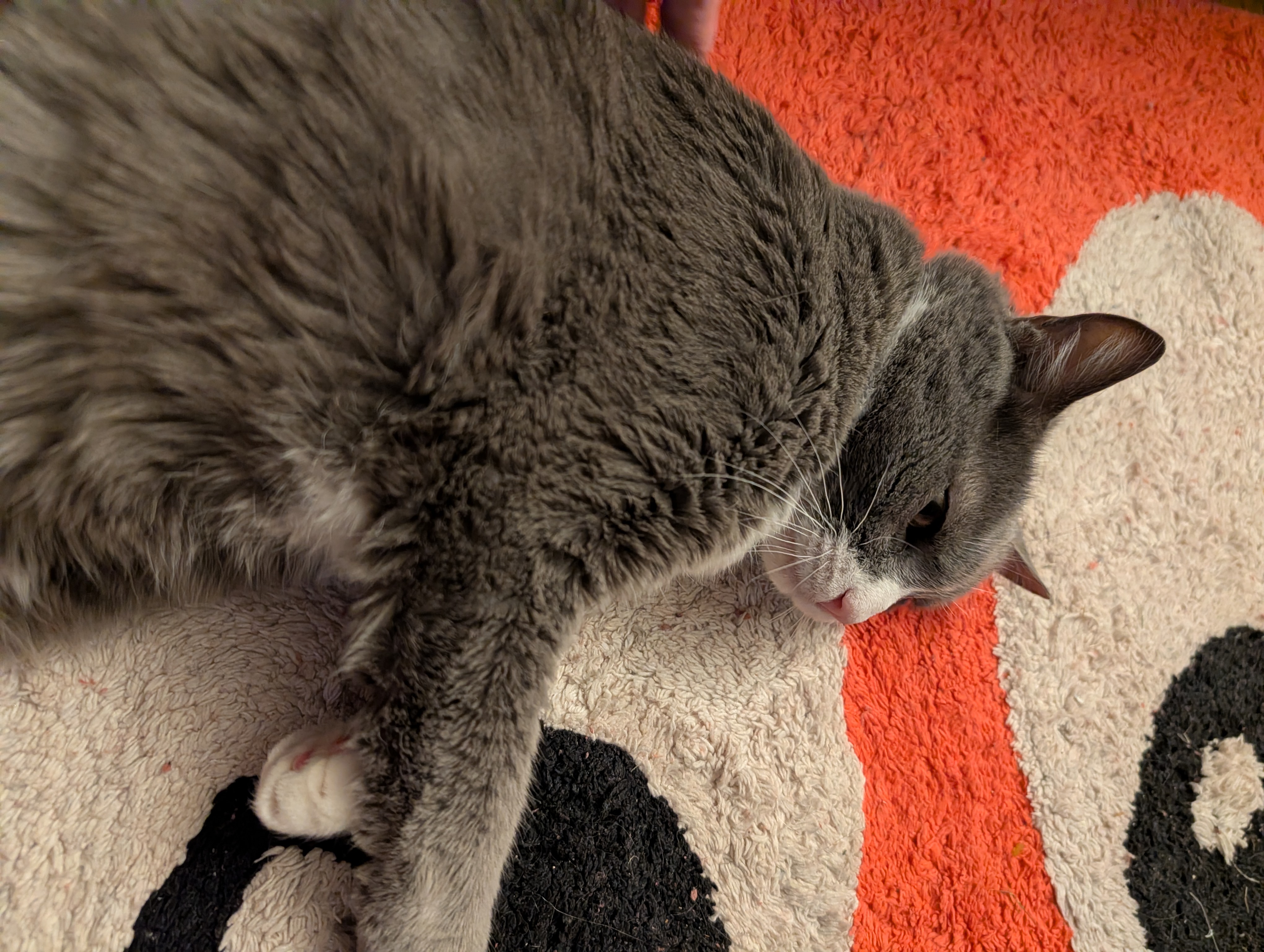A grey and white cat flopped over on an eyeball rug.