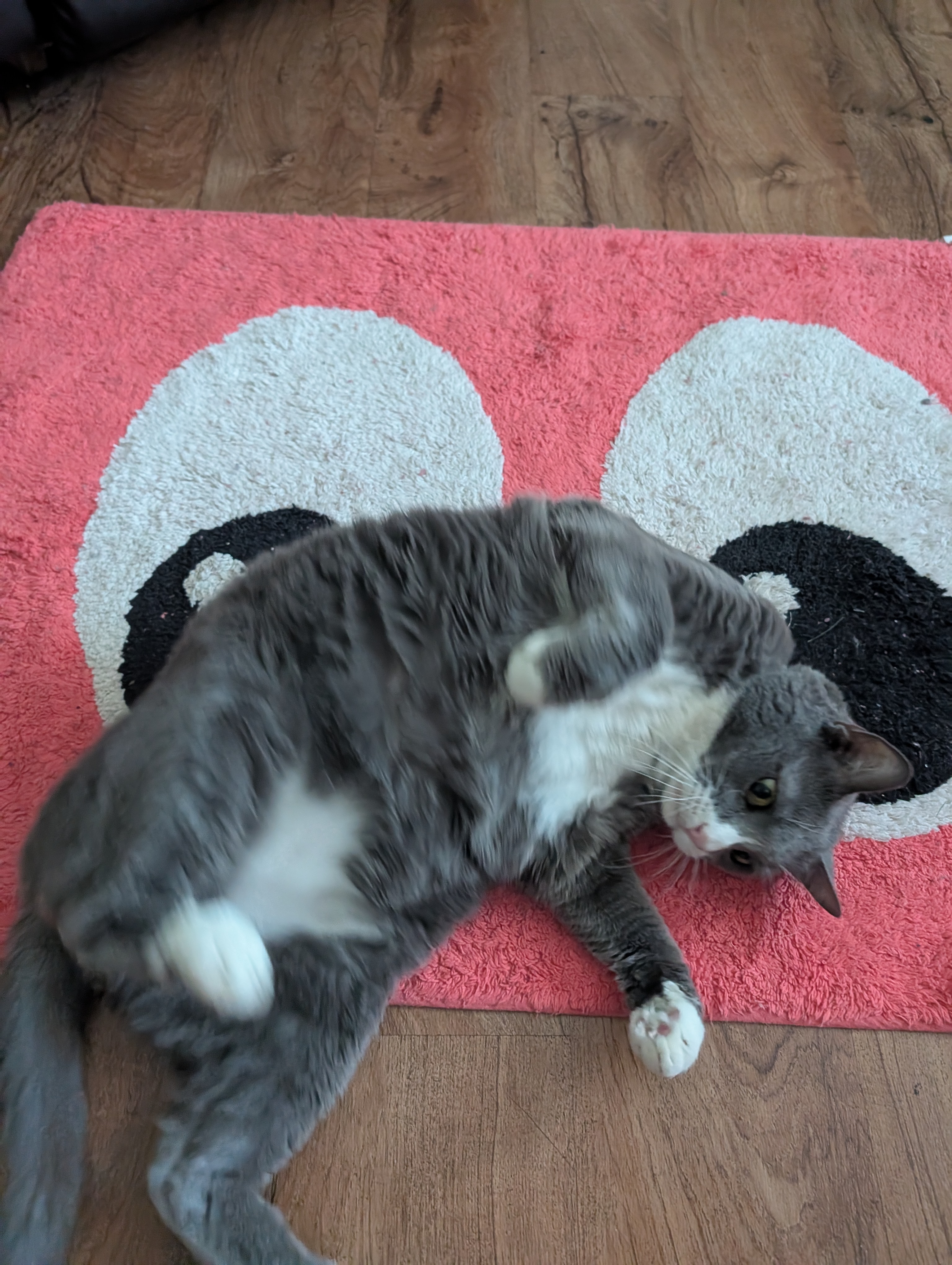 A grey and white cat on its back.
