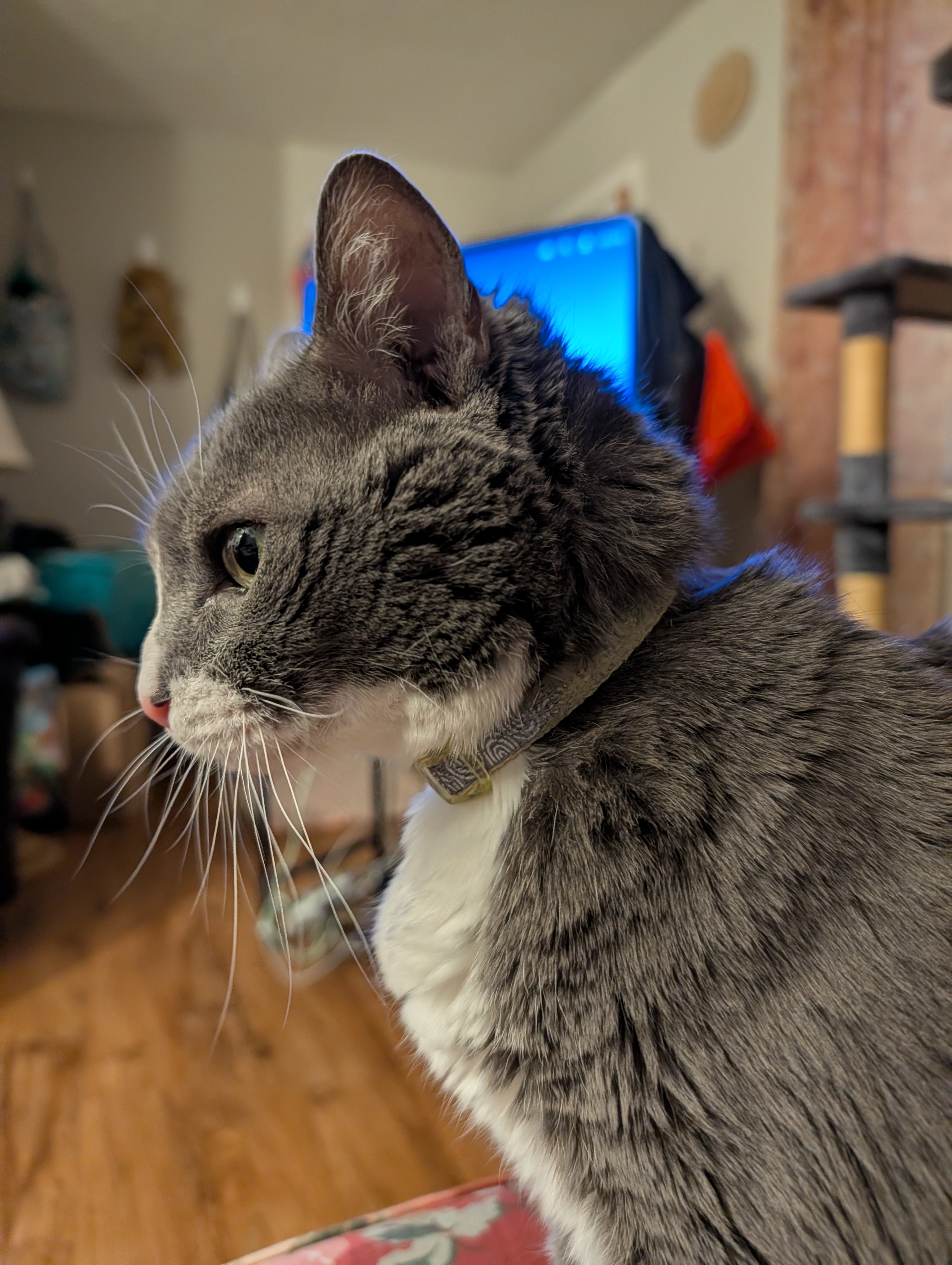 A side/profile shop of a grey and white cat. Its visible eye is green.