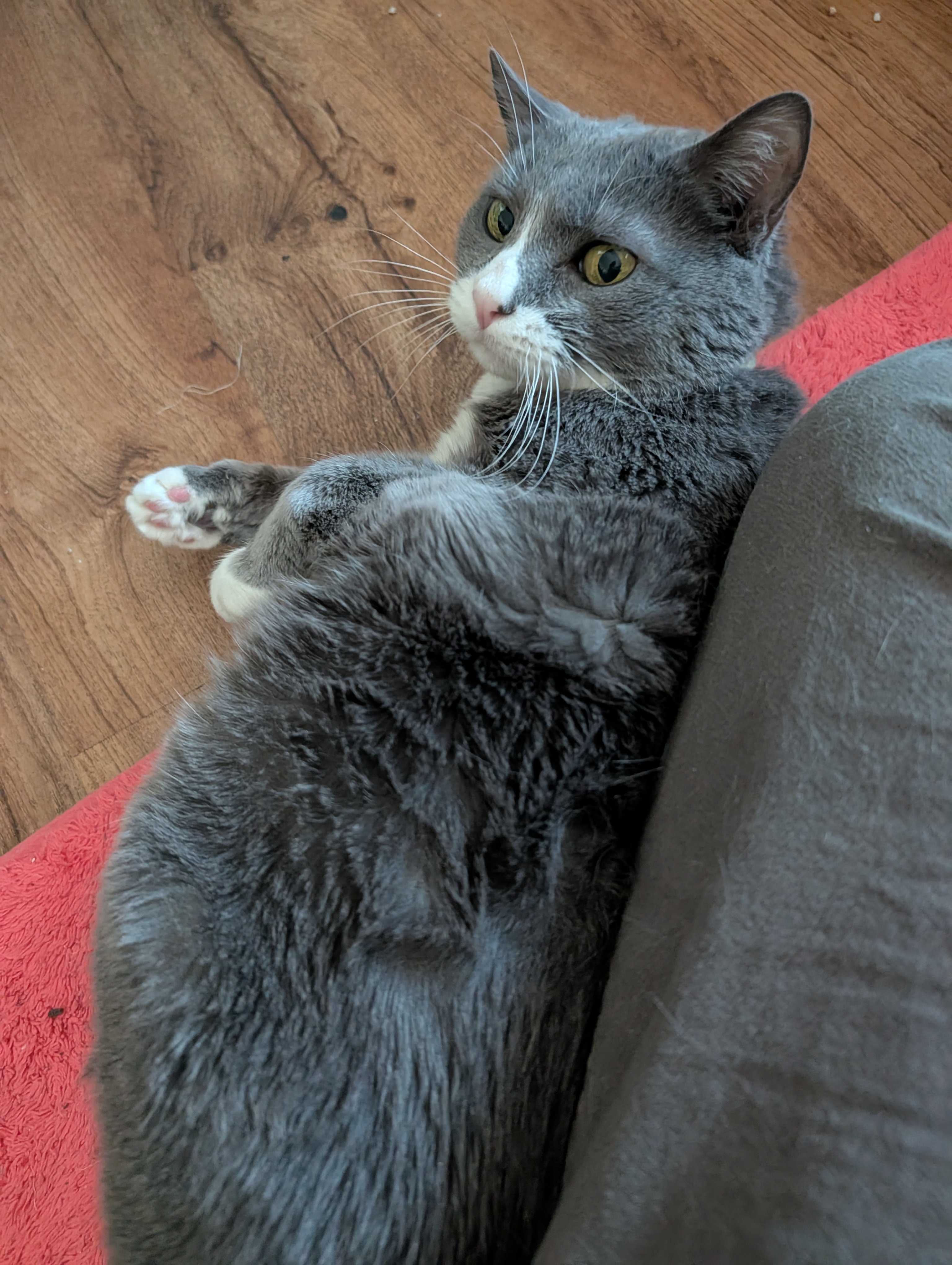 A wonderful grey and white cat lying down. It stares at trhe camera.