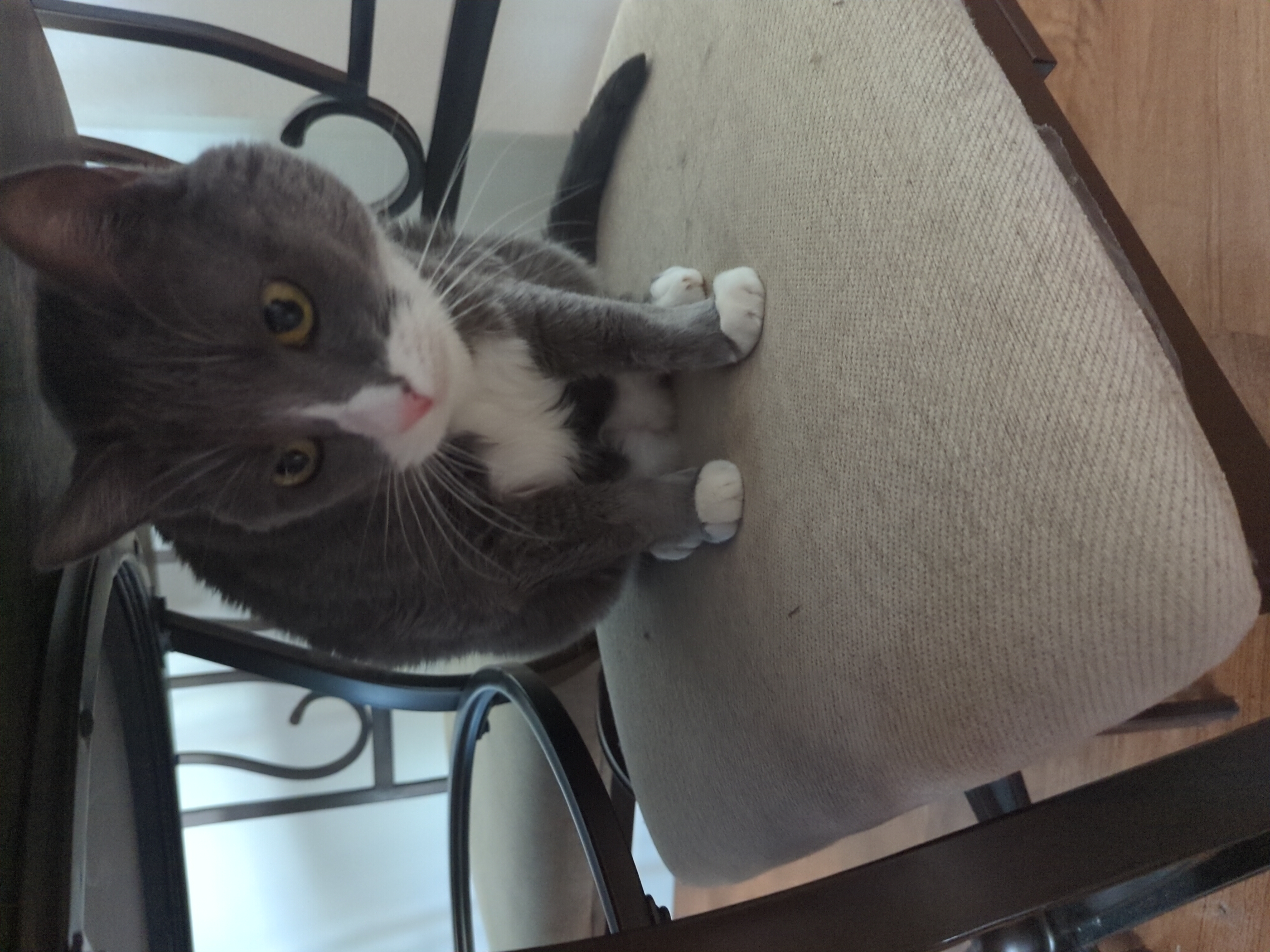 A grey and white cat sitting on a dining room chair.