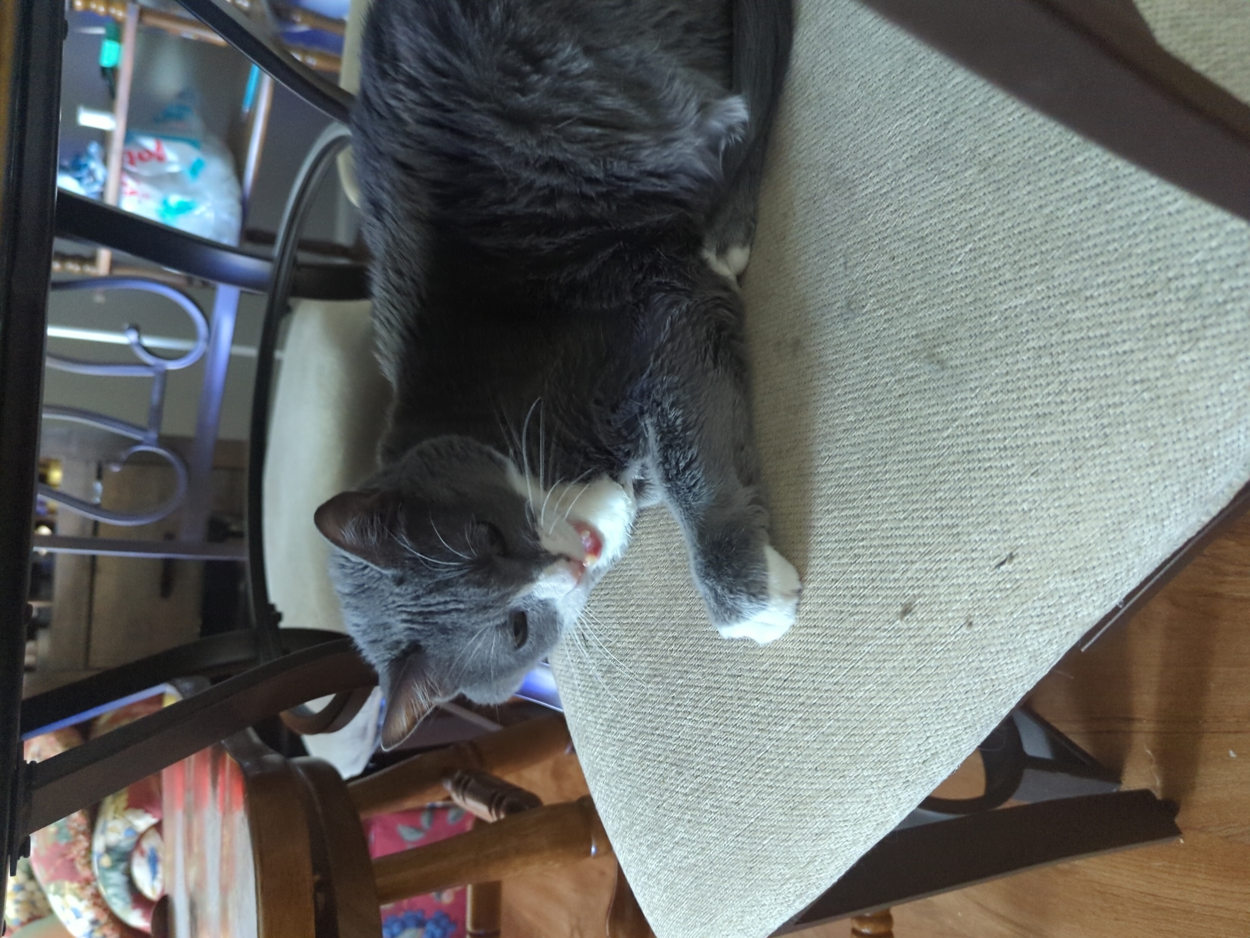 A grey and white cat lounging on a dining chair. The image shows it meowing.