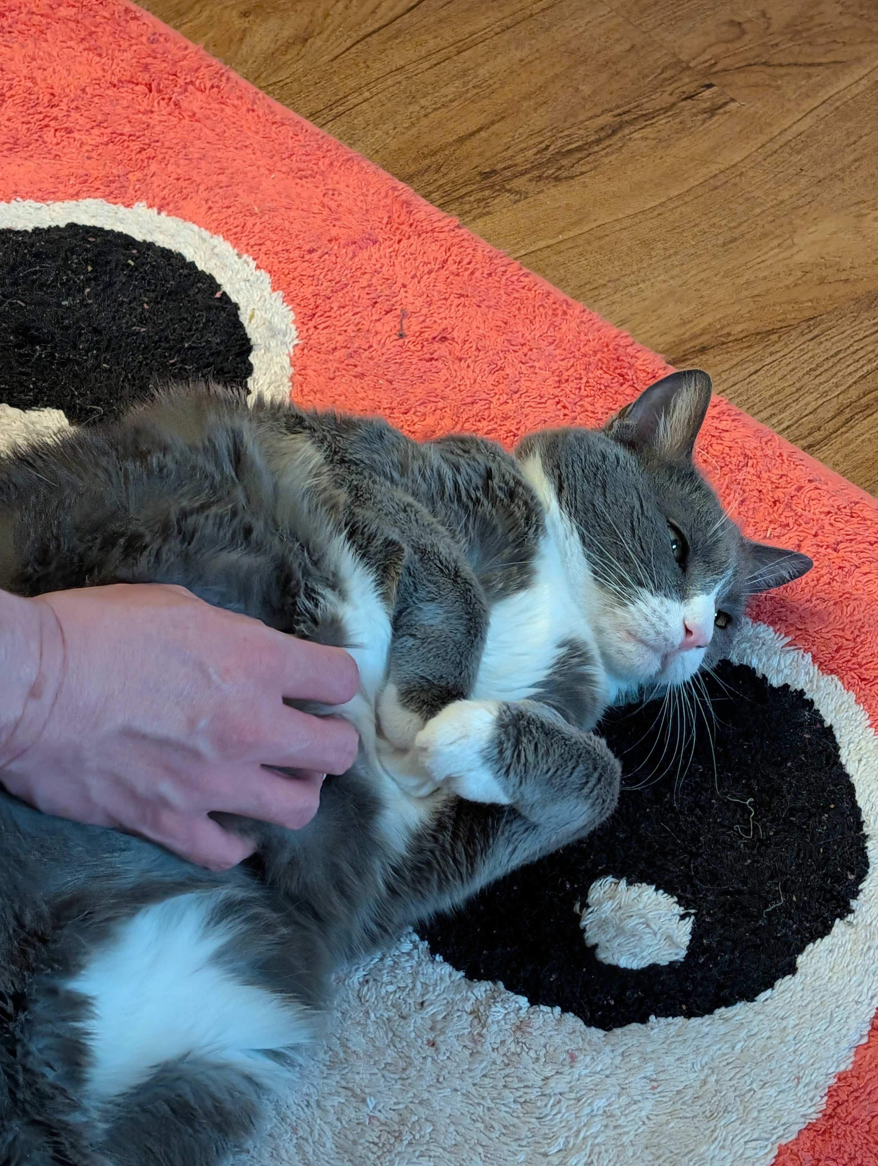 A very content grey and white cat flopped over getting belly rubs.